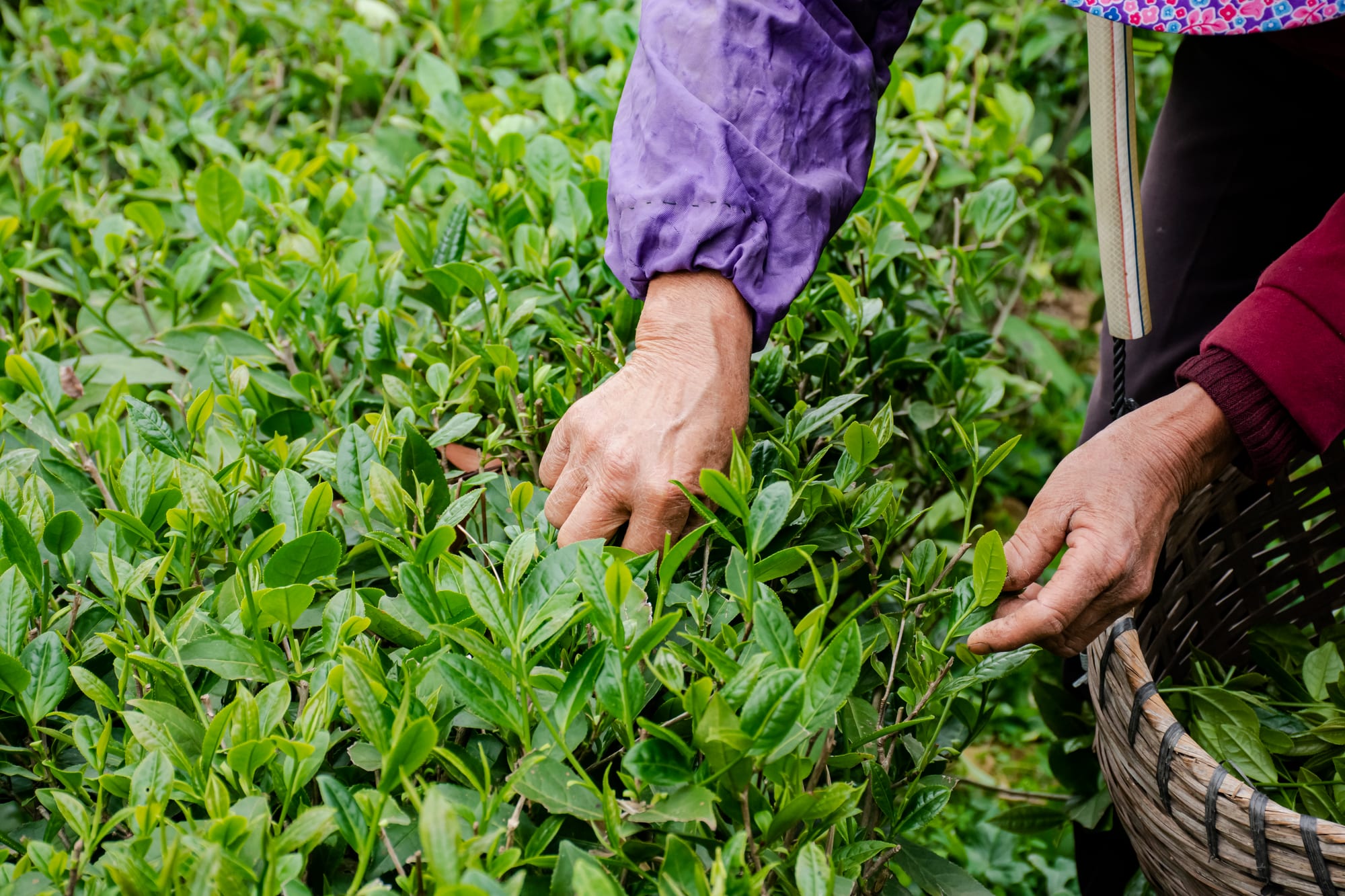 阿甘在茶園裡採茶